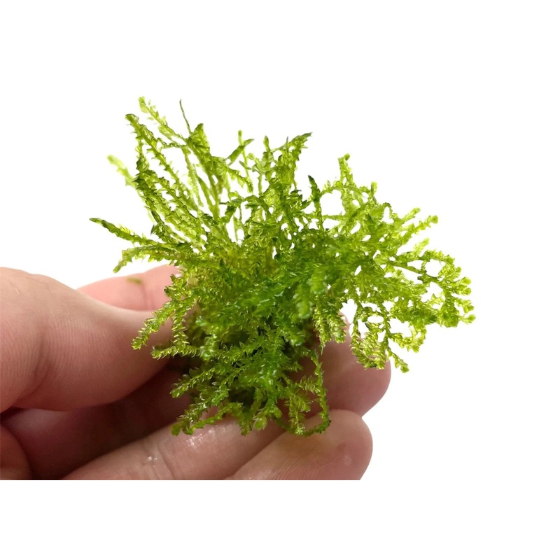Native Weeping Moss