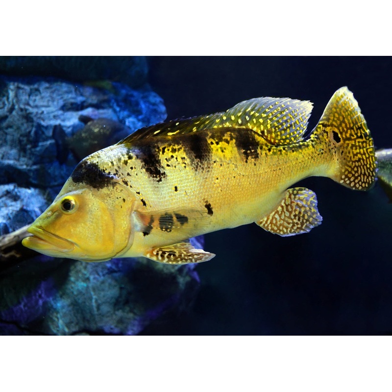 Peacock Bass - Pure Kelberi
