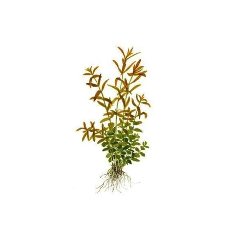 Pink Rotala