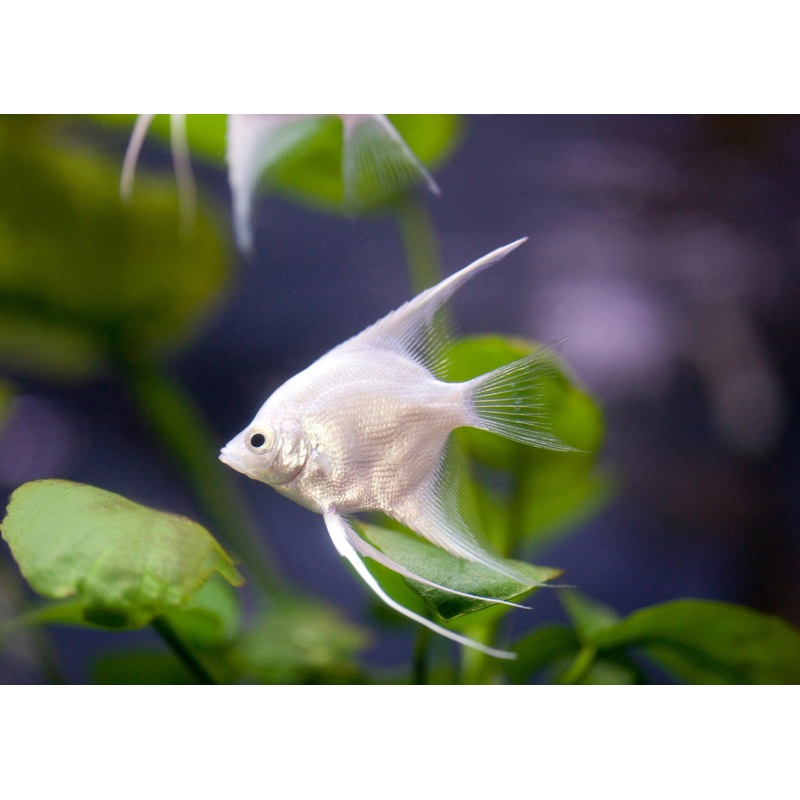 Platinum Angelfish