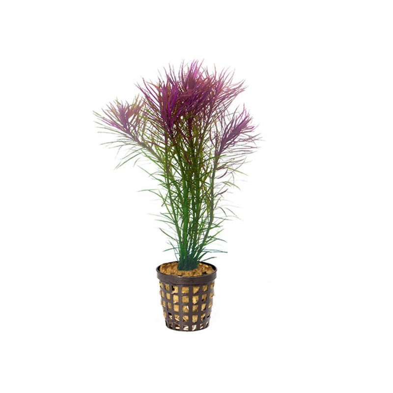 Pogostemon Stellata in Mesh Pot