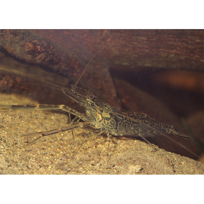 Prawn Freshwater