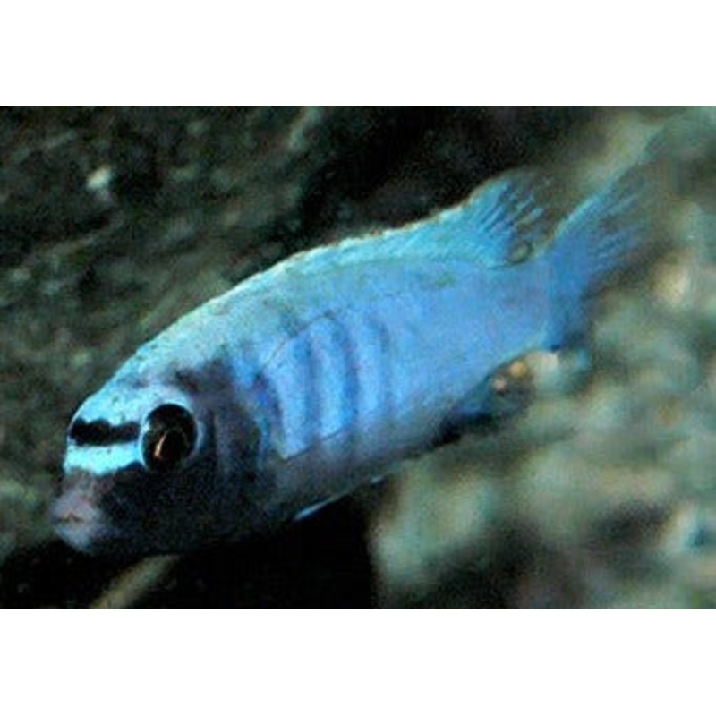 Pseudotropheus Polit