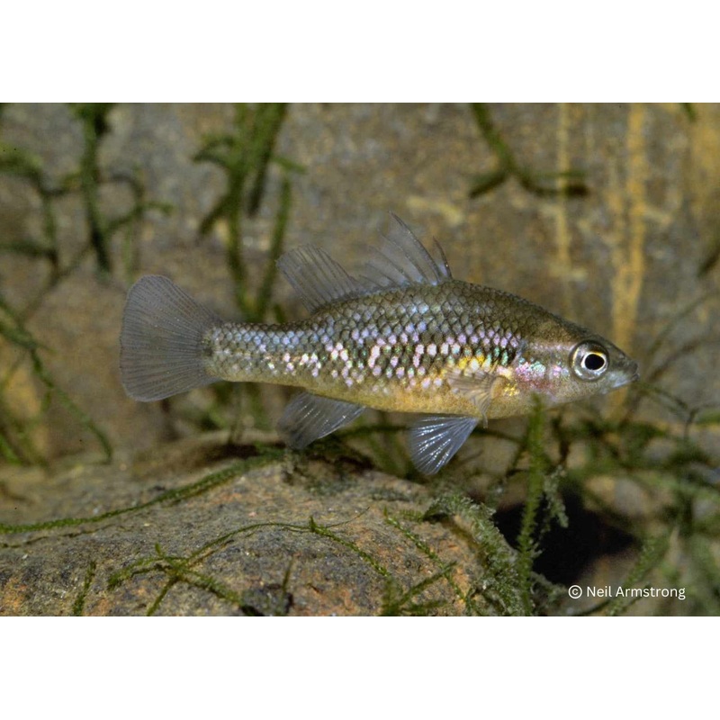 Pygmy Perch - Western