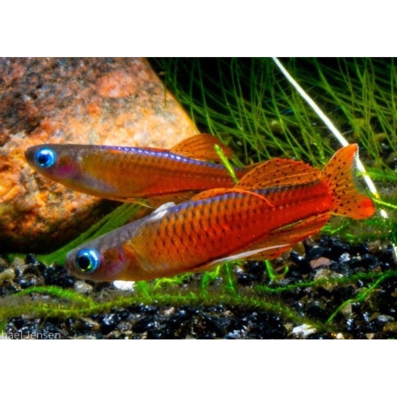 Red Neon Blue Eye - Pseudomugil luminatus