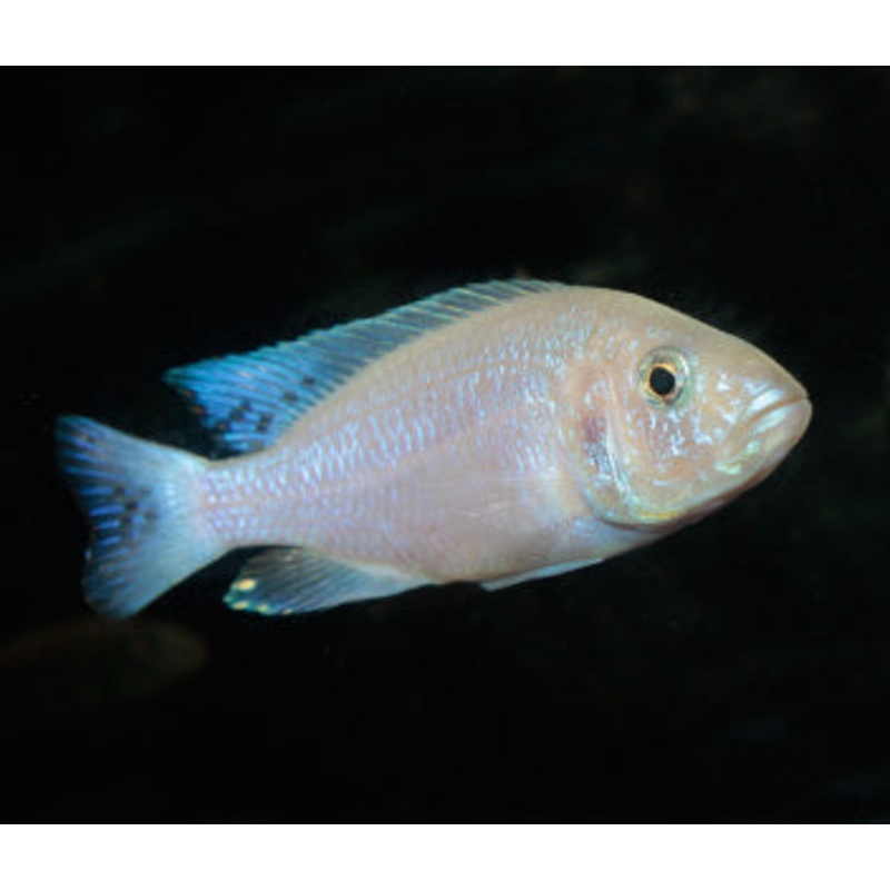 Sciaenochromis Fryeri White Knight