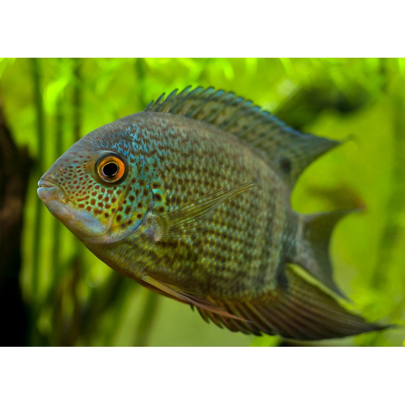 Severum - Green