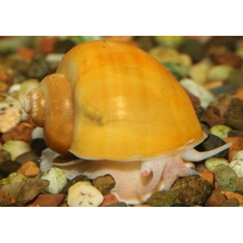 Snail Freshwater - Spiky (Spiny) Marsh