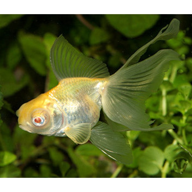 Telescope Albino - Siamese Doll