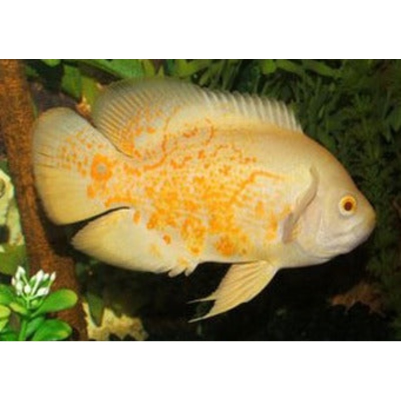 Tiger Oscar - Albino