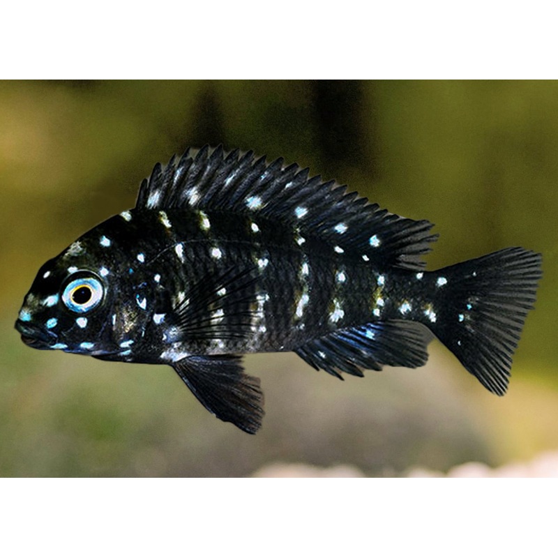 Tropheus Duboisi