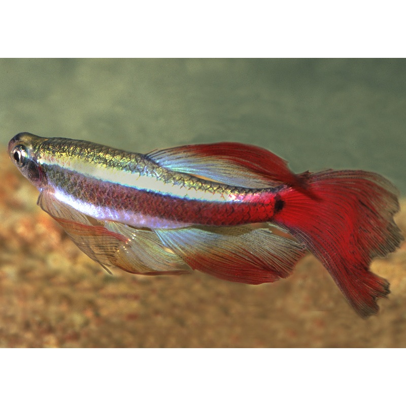 White Cloud - Longfin