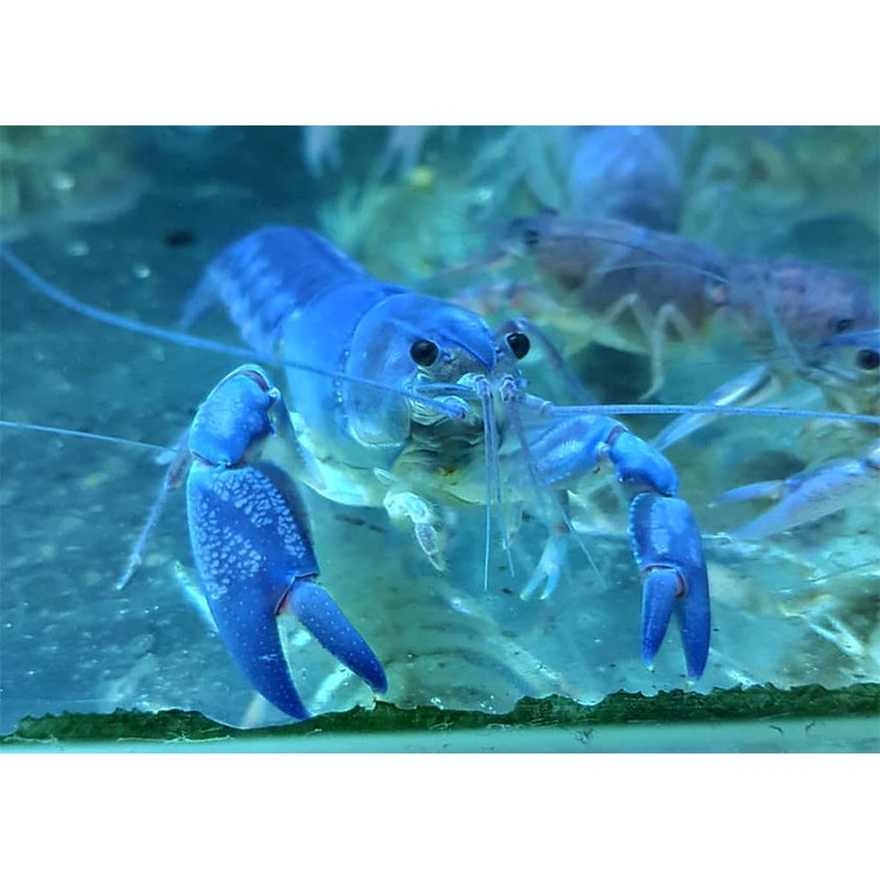Yabby - Electric Blue