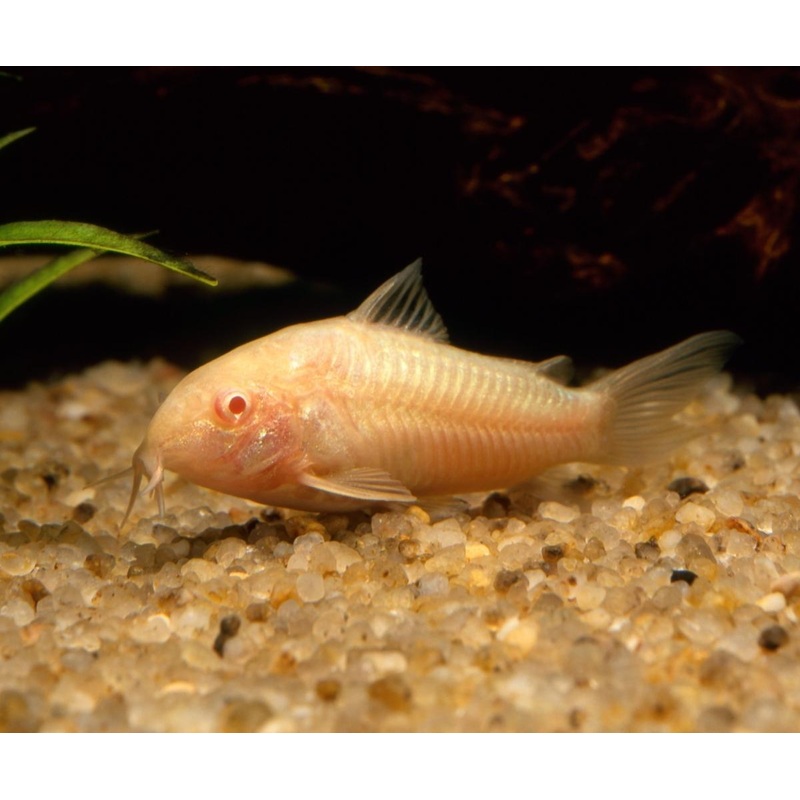 Albino Cory