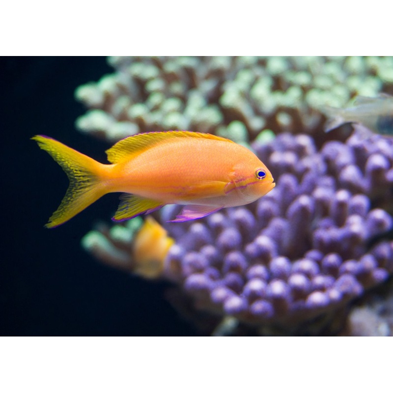 Anthia - Square Block - Female