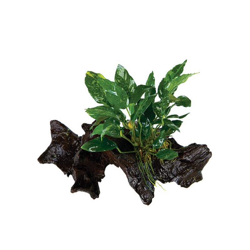 Anubias Lorraine Driftwood Creation
