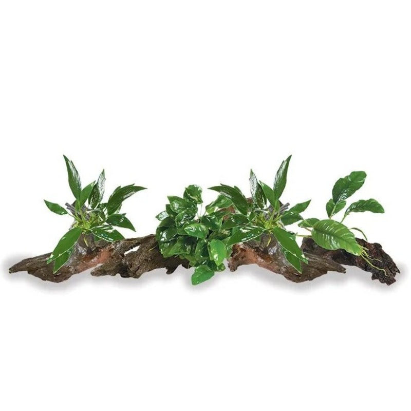 Anubias on Driftwood - 4 Pack