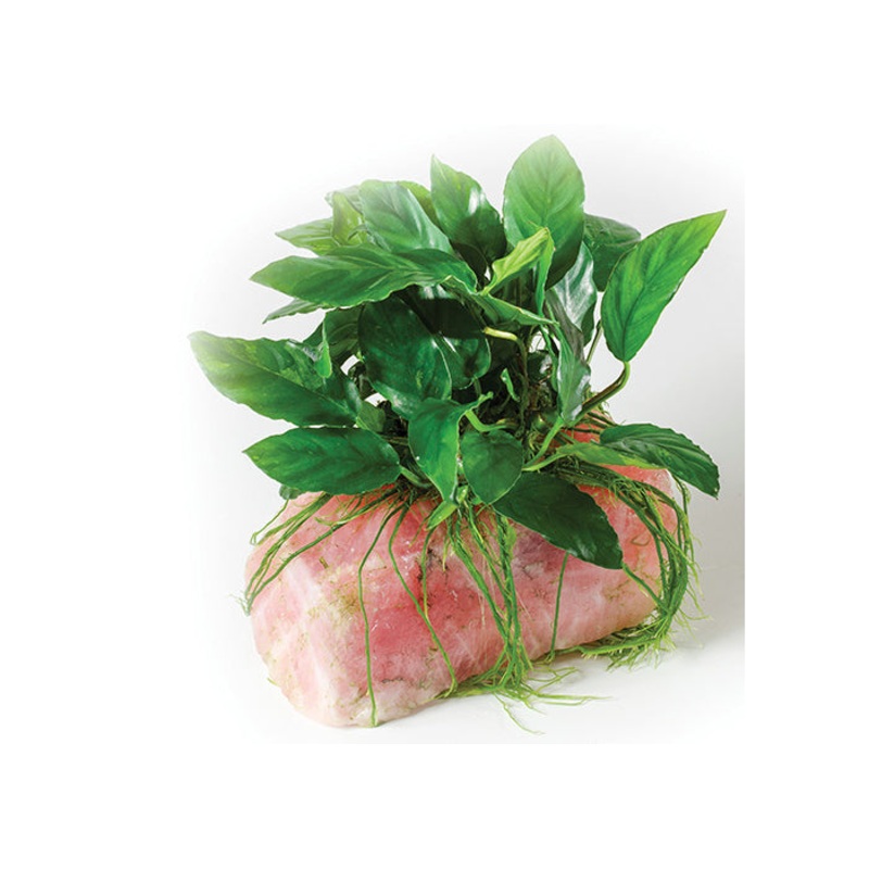 Anubias Pink Quartz Rock Creation