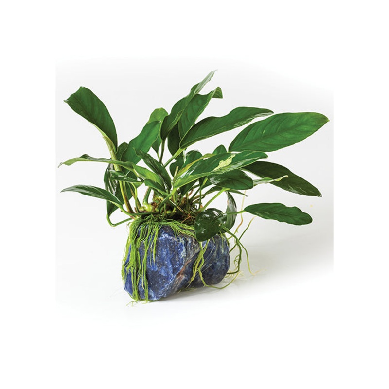 Anubias Sodalite Rock Creation