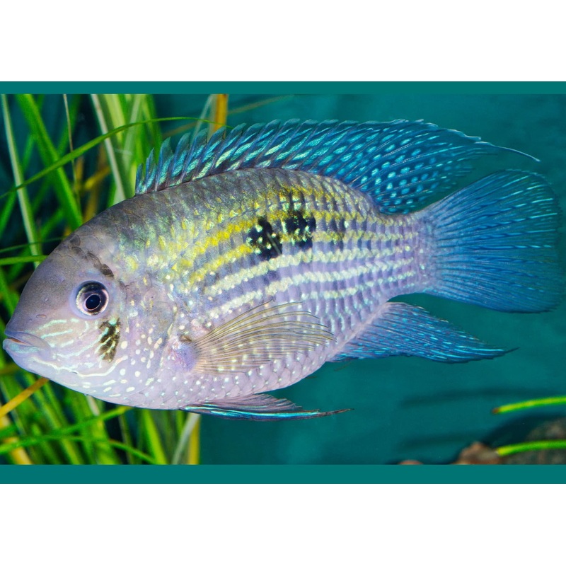 Blue Acara