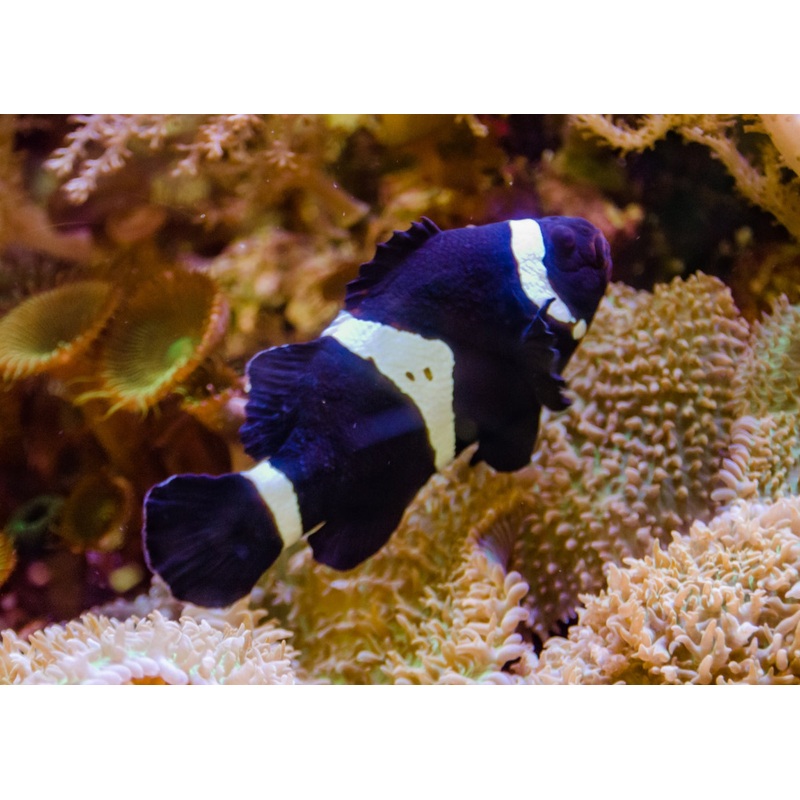 Clownfish - Ocellaris Black Standard