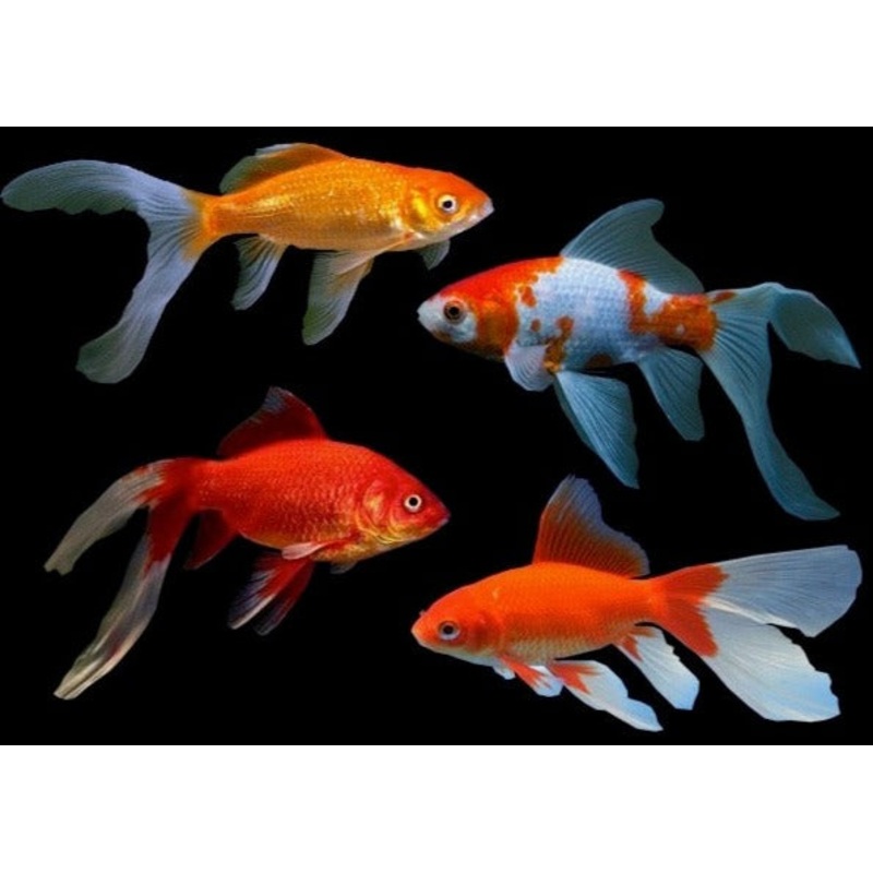 Comet Assorted