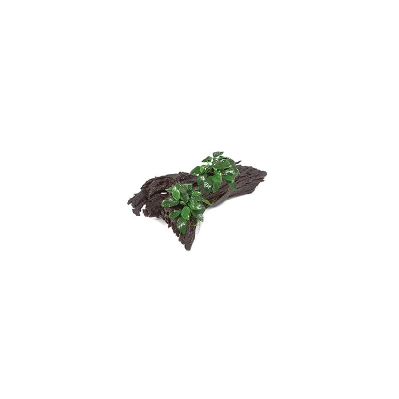 Double Anubias Nana Driftwood Creation