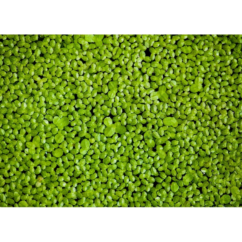 Duckweed (Bag)