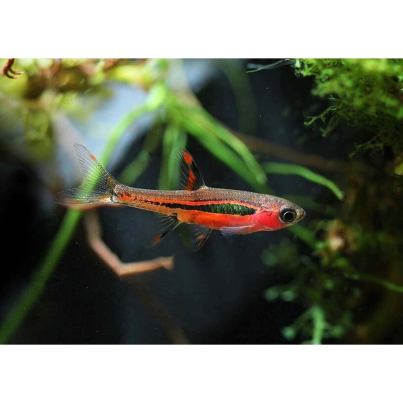 Dwarf Chilli Rasbora - Special 10 for $135