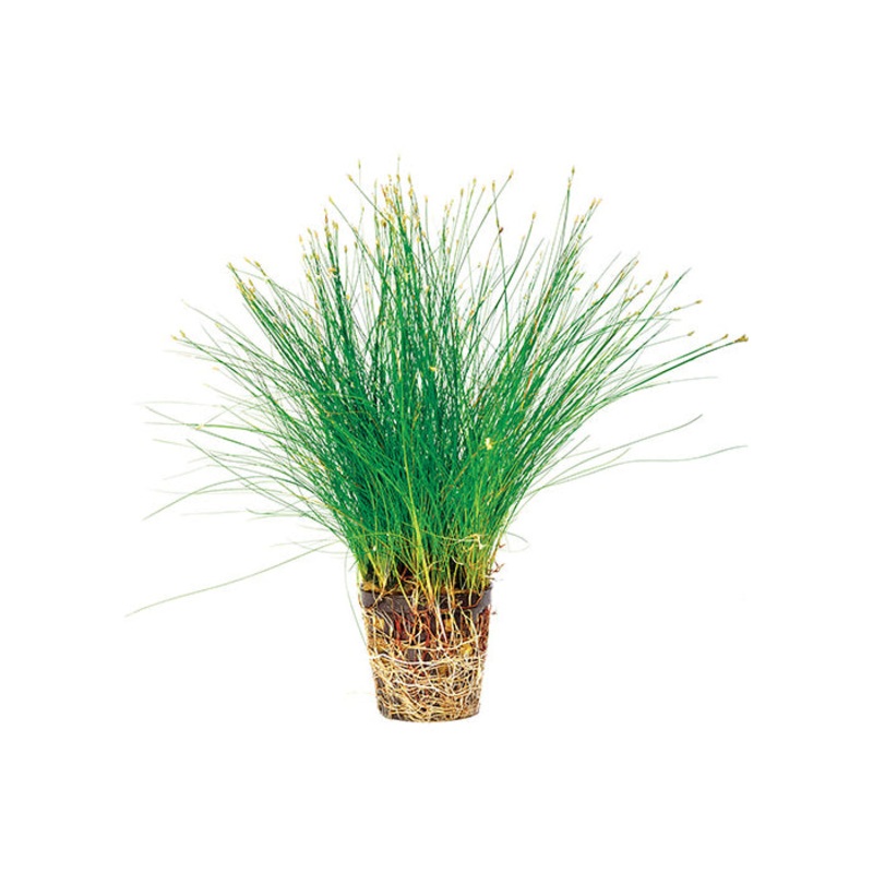 Dwarf Hairgrass in Mesh Pot