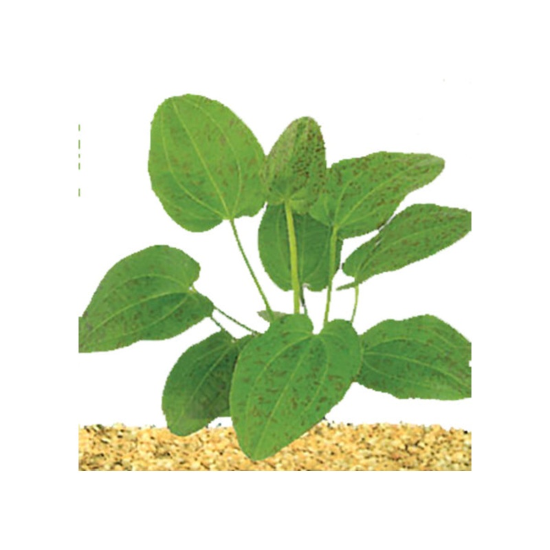 Echinodorus Leopard in Mesh Pot