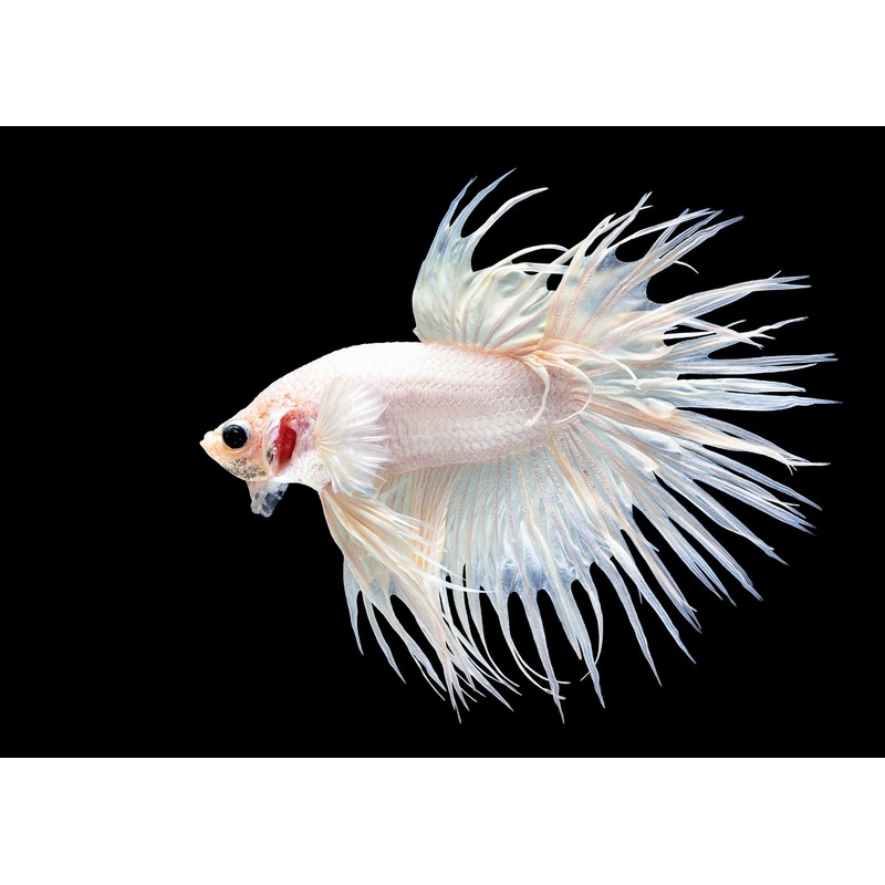 Fighter - Crowntail Male White