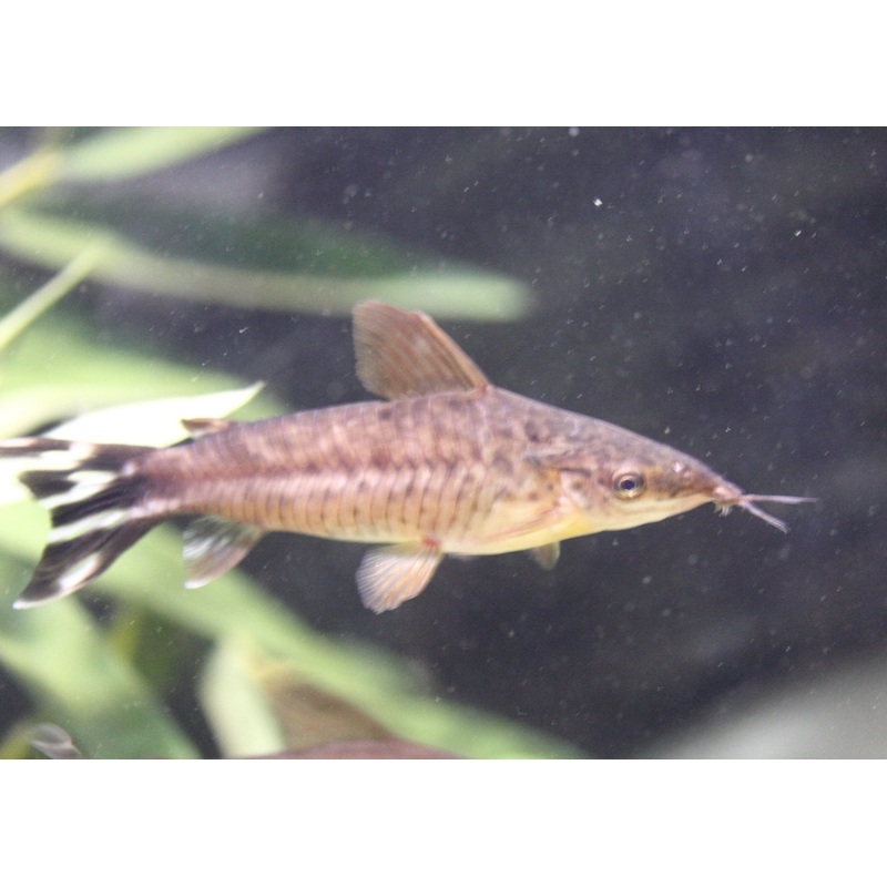 Flagtail Dianema Catfish