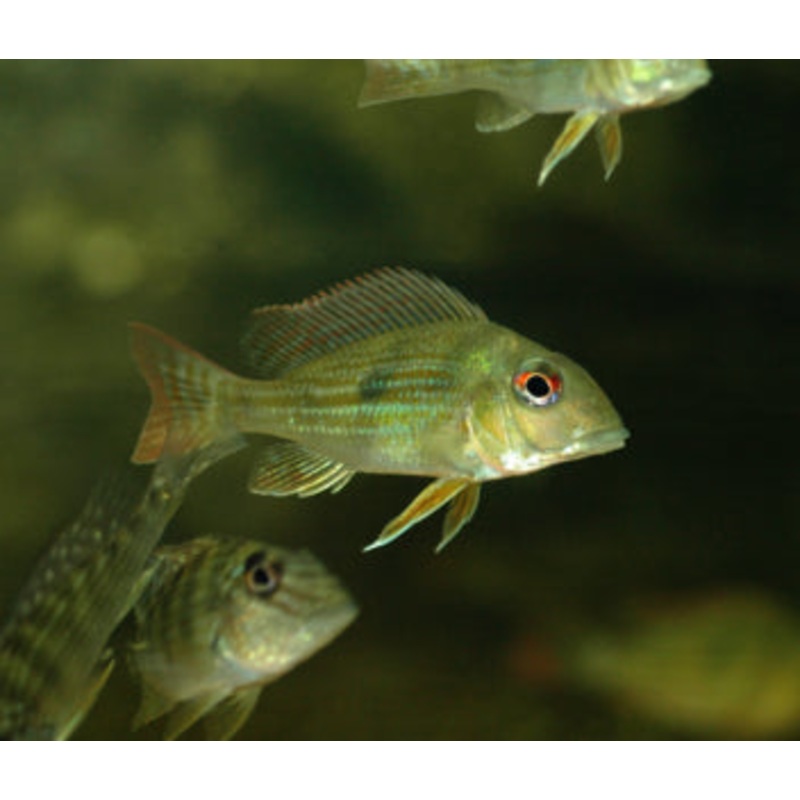 Geophagus Altifrons