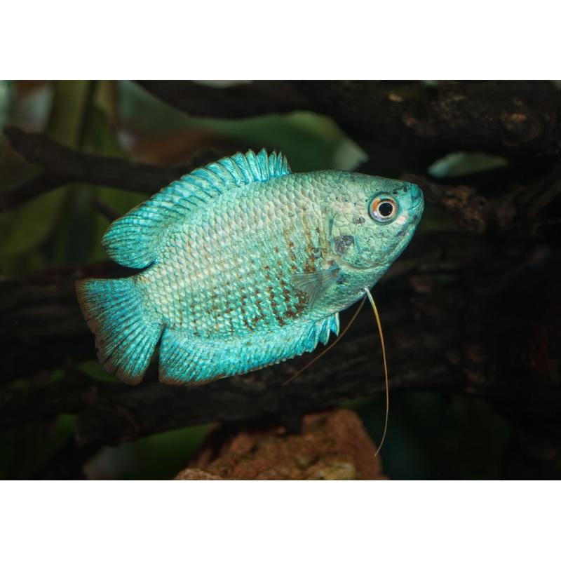 Gourami Dwarf Male Coral Blue