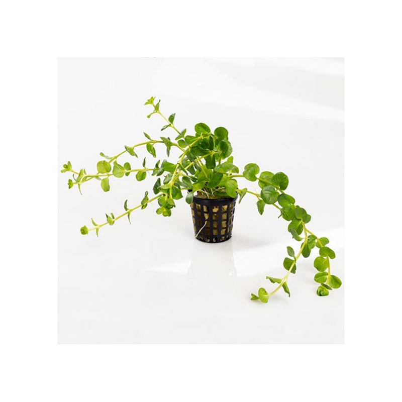 Green Pennywort in Mesh Pot