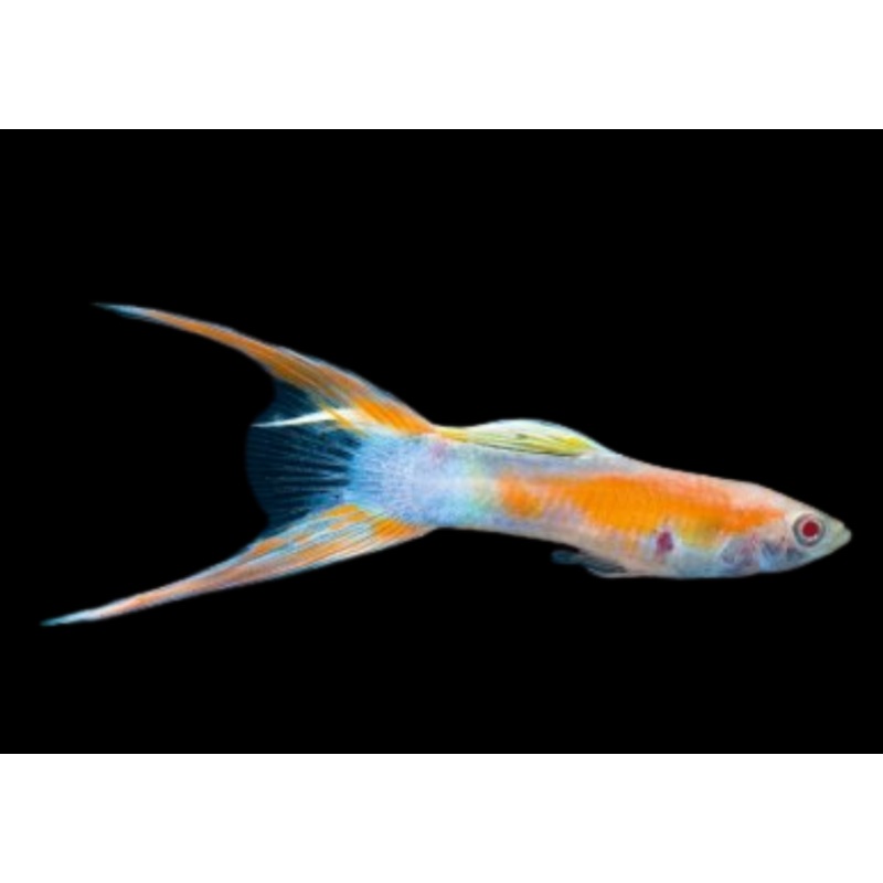 Guppy Male Golden Calico Scissortail