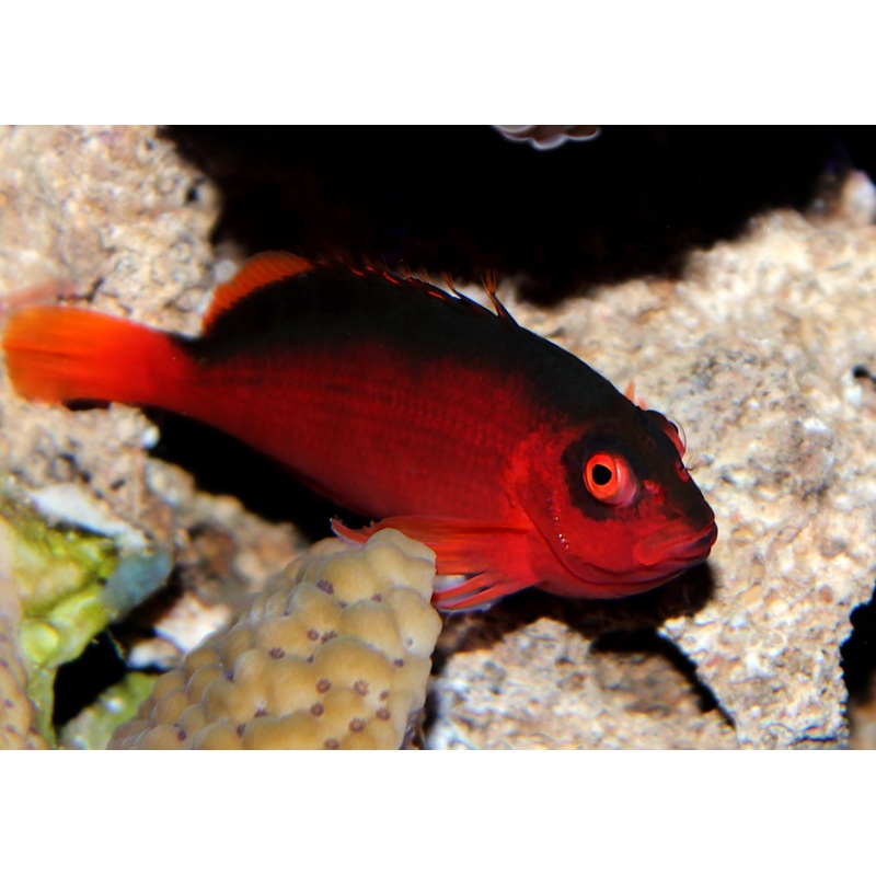 Hawkfish - Flame