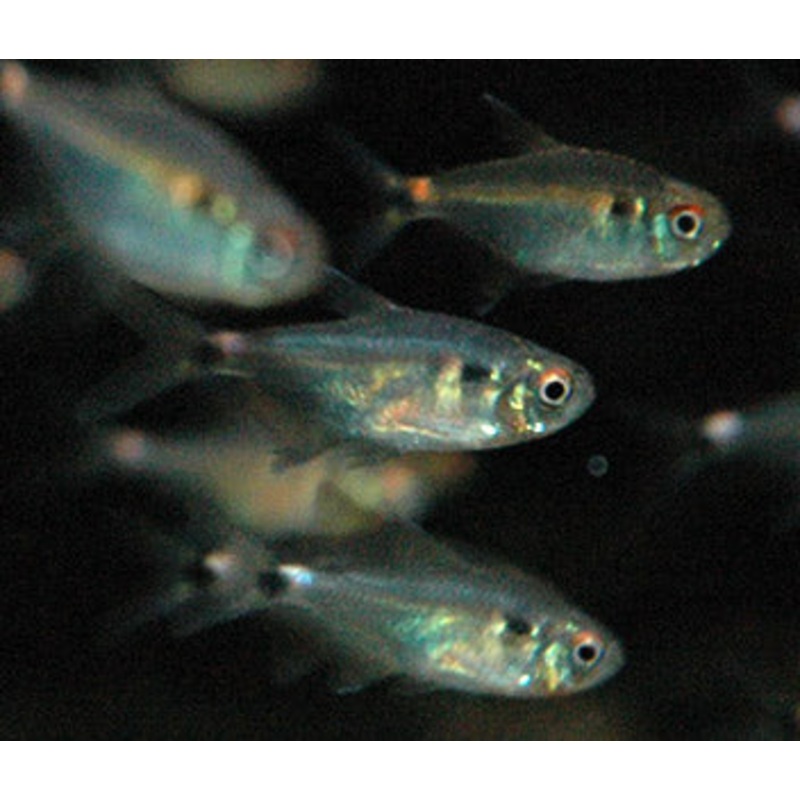Head & Tail Light Tetra Special (6 for $25)