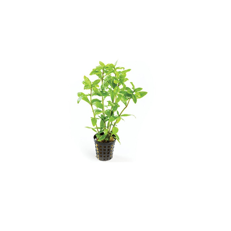 Hygrophilia in Mesh Pot
