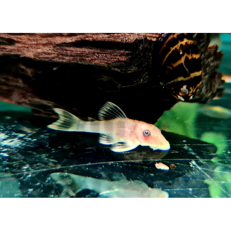 Hypancistrus Sp. L333 - Albino