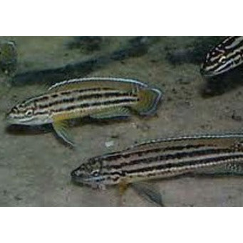 Julidochromis Regani - Gold Zambia