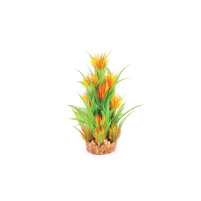 Kazoo Thin Leaf With Orange Flower Combination Plant