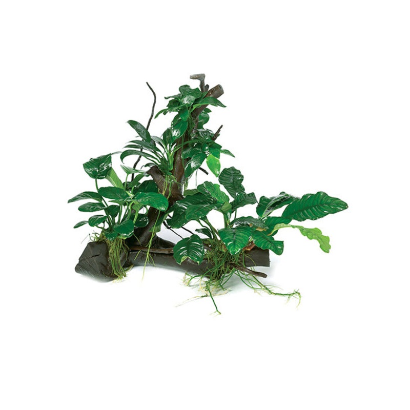 Nano Congo Rainforest Garden Driftwood Creation
