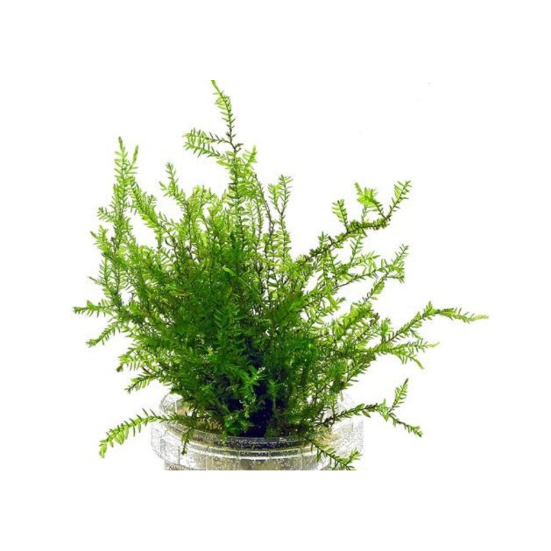 Native Willow Moss