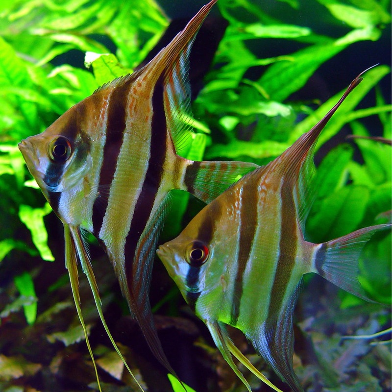 Orinoco Altum Angel Wild