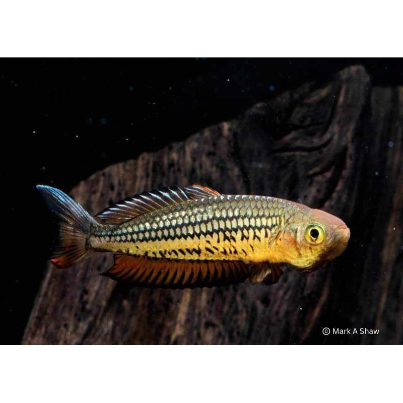 Ornate Rainbowfish