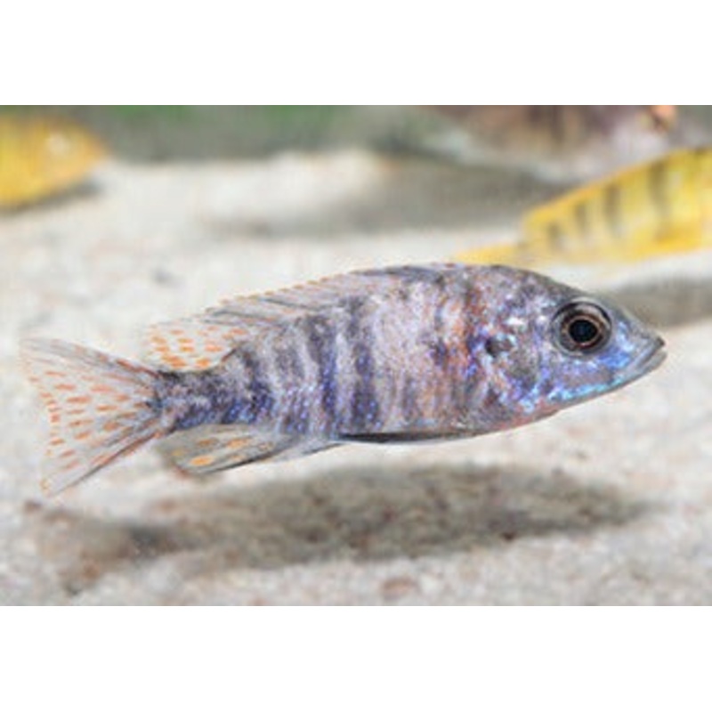 Peacock Cichlid - Marble -Ob