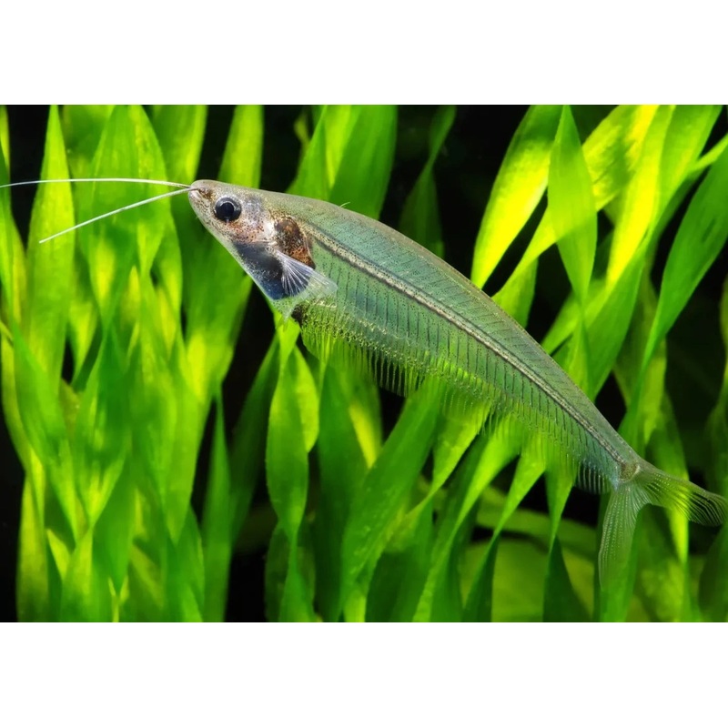 Phantom Glass Catfish
