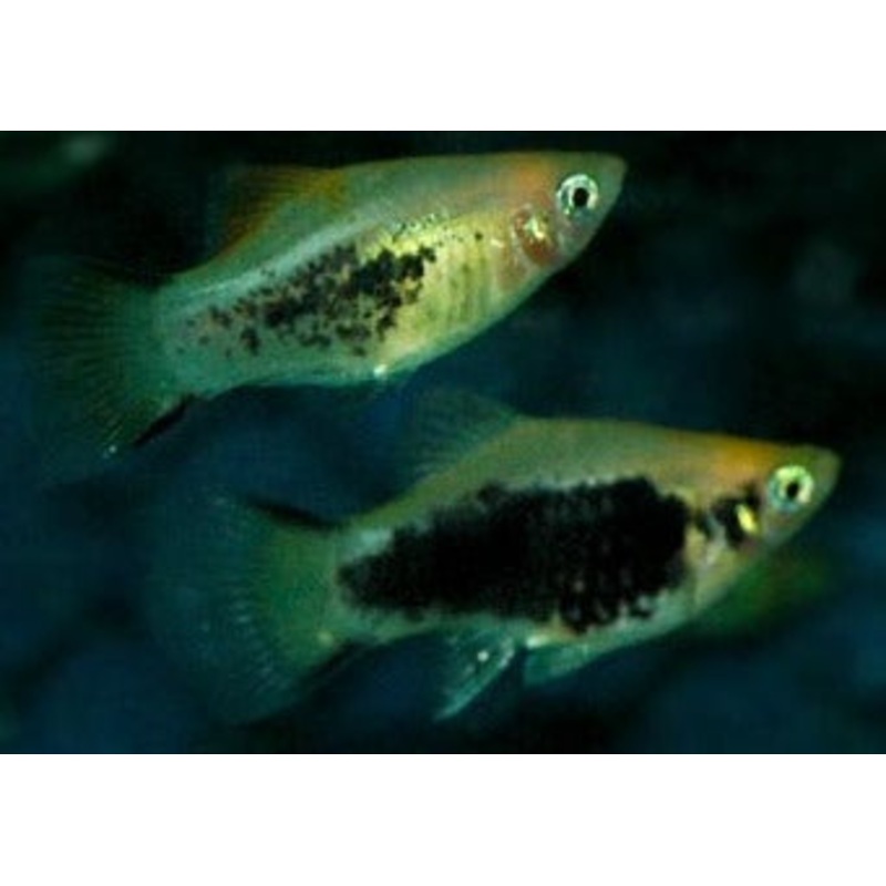 Platy Glowlight Comet Tuxedo 6 for $15